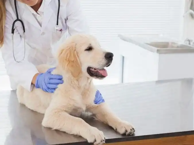 Claves de una buena clínica veterinaria