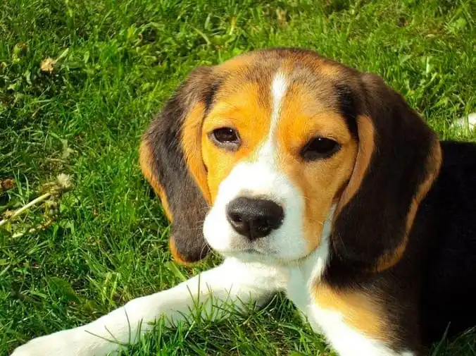 El calendario de vacunación de los perros