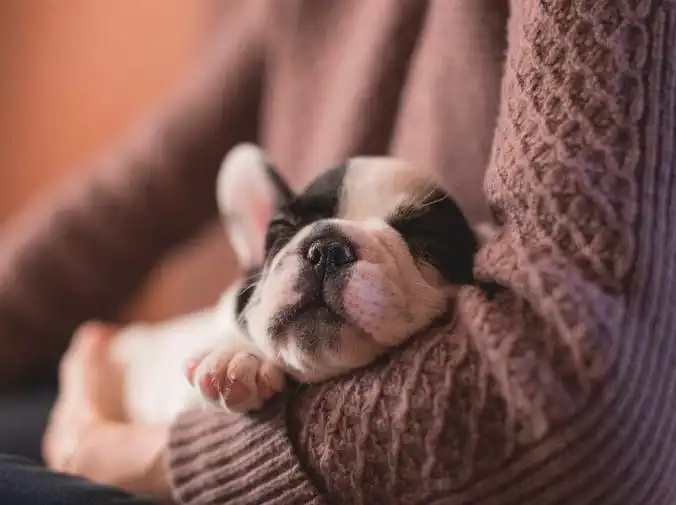 Las vacunas que debes poner a tu cachorro
