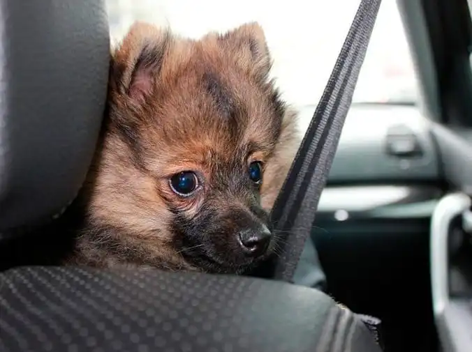¿Cómo tiene que viajar tu perro en coche?