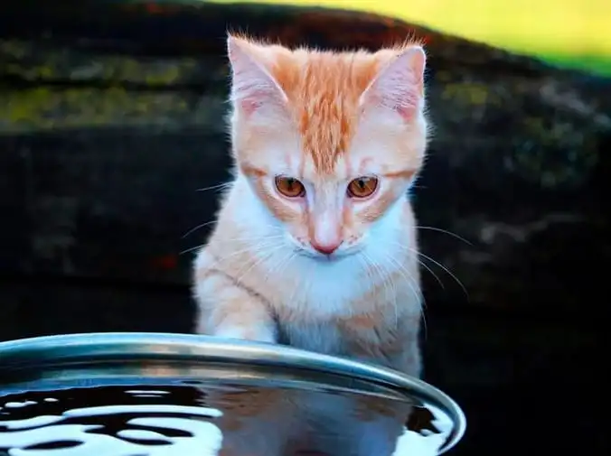 También es verano para tu gato