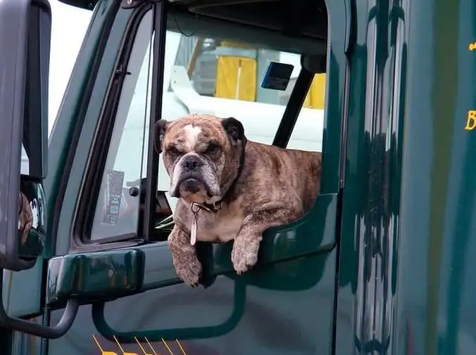 Qué documentación necesito para viajar con mi perro
