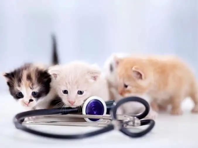 Clave para prevenir las bolas de pelo en gatos