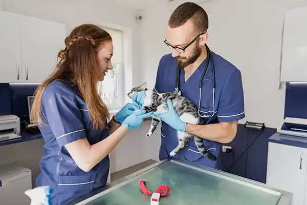 El microchip en los animales