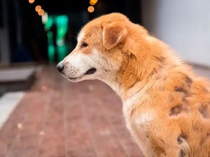 La lacra de los abandonos de mascotas