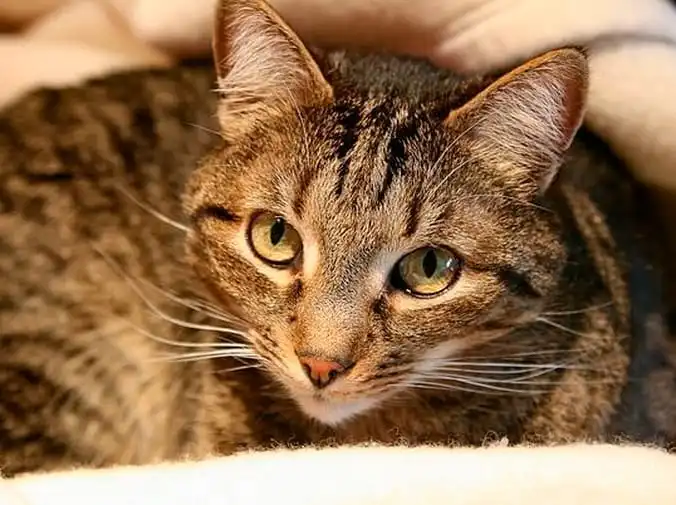 Cómo cuidar a tu mascota antes y después de una cirugía