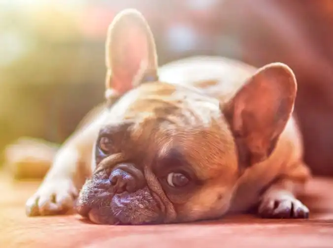 ¿Qué le sucede a mi mascota?