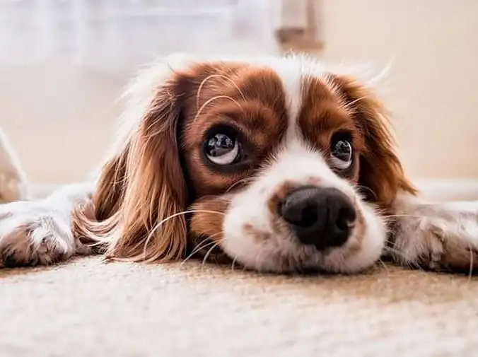 Para qué sirve el chip de identificación de las mascotas