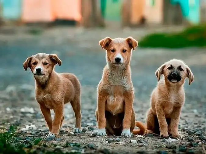 Así va a tener que comer tu cachorro