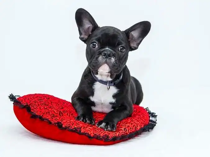 Consejos para educar a un cachorro