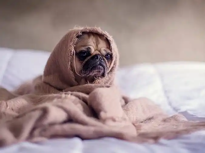 ¿Se sube tu perro a la cama?