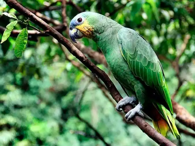 Cómo cuidar de aves exóticas