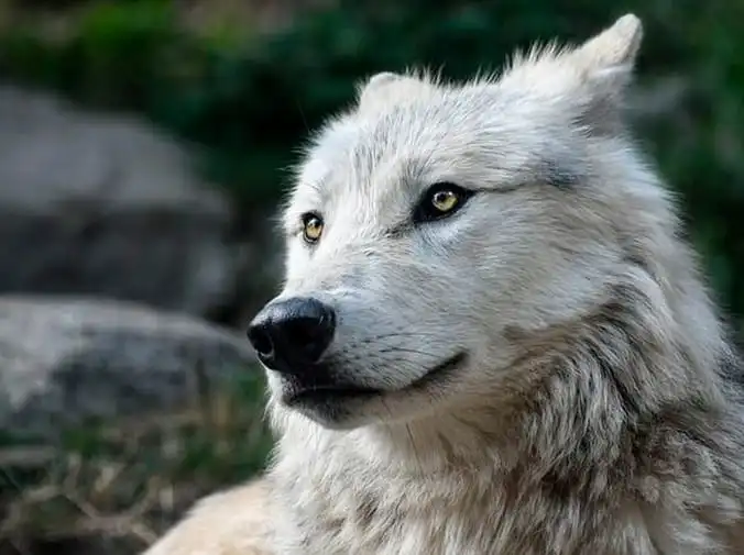 Verano y cortes de pelo de los perros