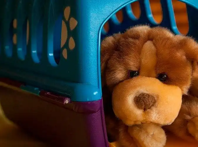 El arte del juego en los perros