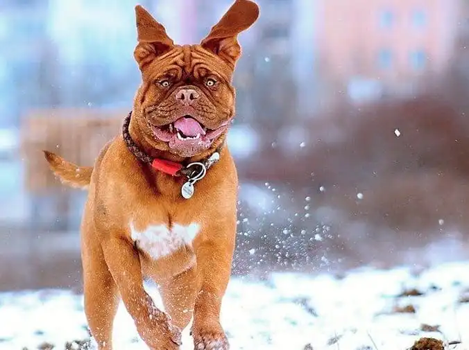 Cómo cuidar a tu perro en invierno