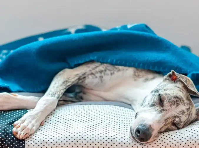 Peligros de dar fármacos humanos a mascotas