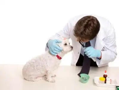 Evita que tu perro coma huesos