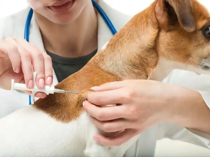 Cuáles son las vacunas básicas de un perro