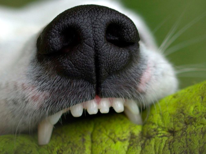 La importancia de la higiene dental canina