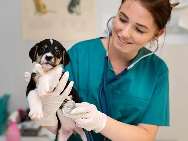 Cómo saber si un perro es alérgico