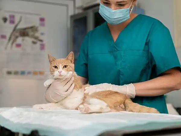 Por qué no debes extirpar las uñas a un gato