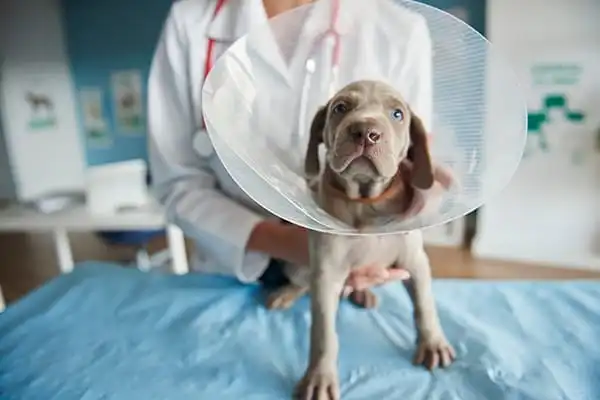 Veterinario Parla atendiendo a un cachorro con collar isabelino en consulta