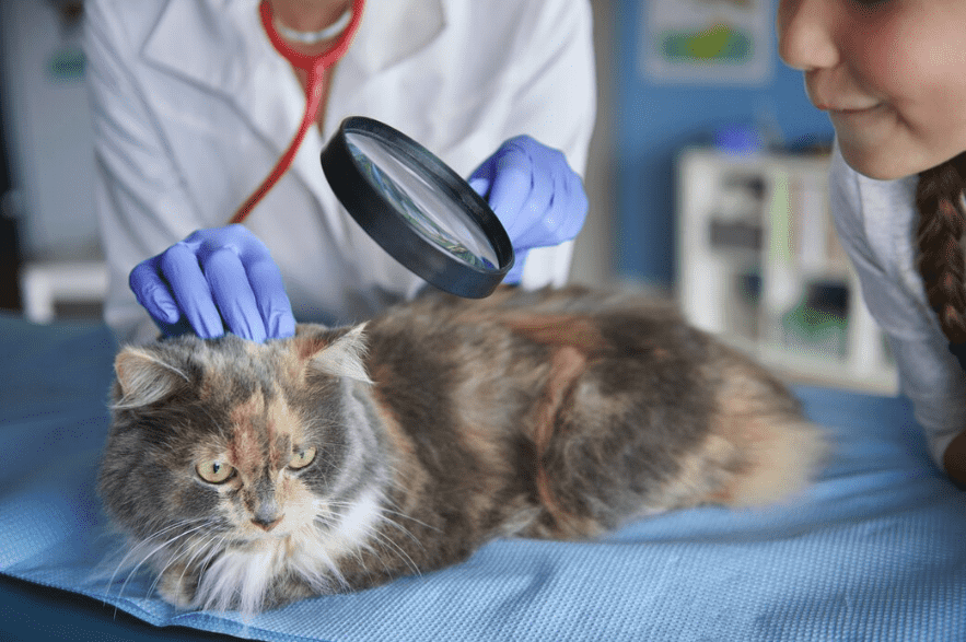 Galería de Centro Veterinario El Nido en Parla radiología veterinaria