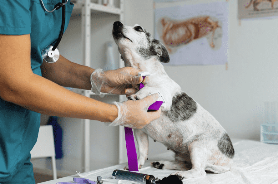 Galería de Centro Veterinario El Nido en Parla radiología veterinaria