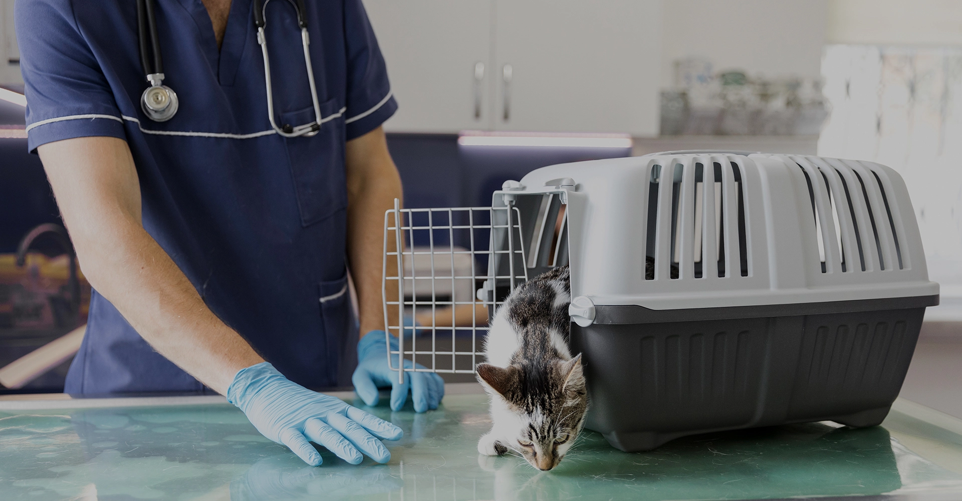 Centro Veterinario El Nido en Parla Centro Veterinario El Nido en Parla atendiendo a un gato en consulta