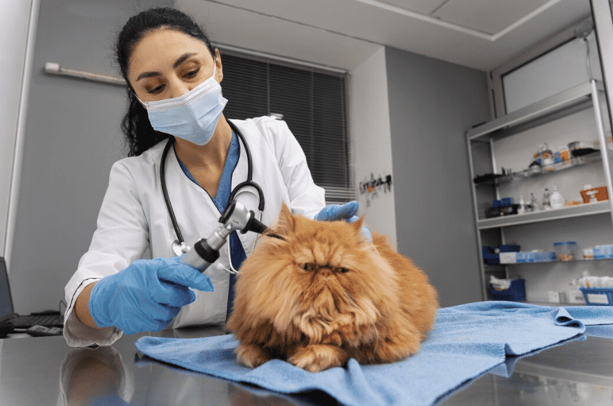 Galería de Centro Veterinario El Nido en Parla radiología veterinaria