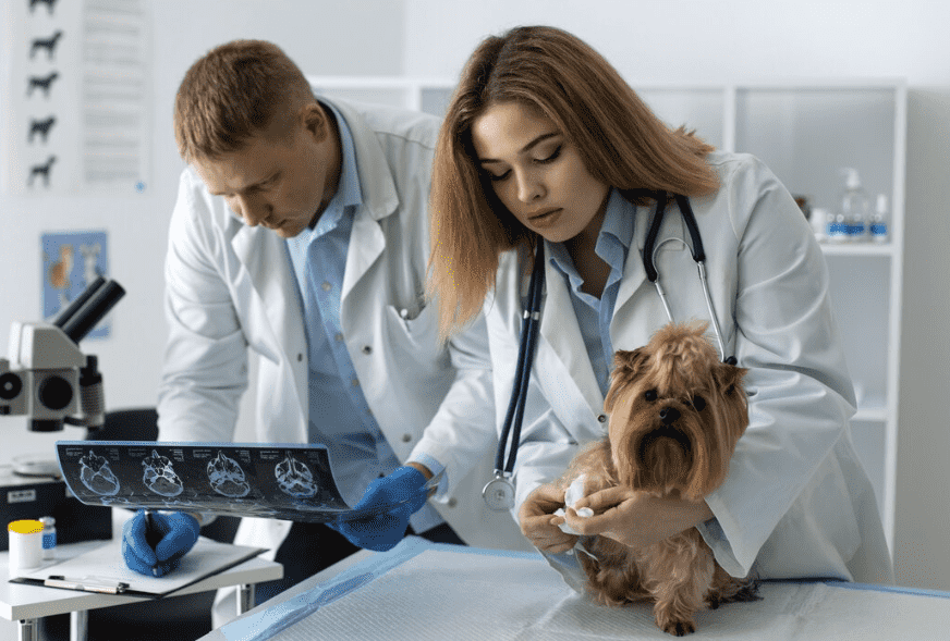 Galería de Centro Veterinario El Nido en Parla radiología veterinaria