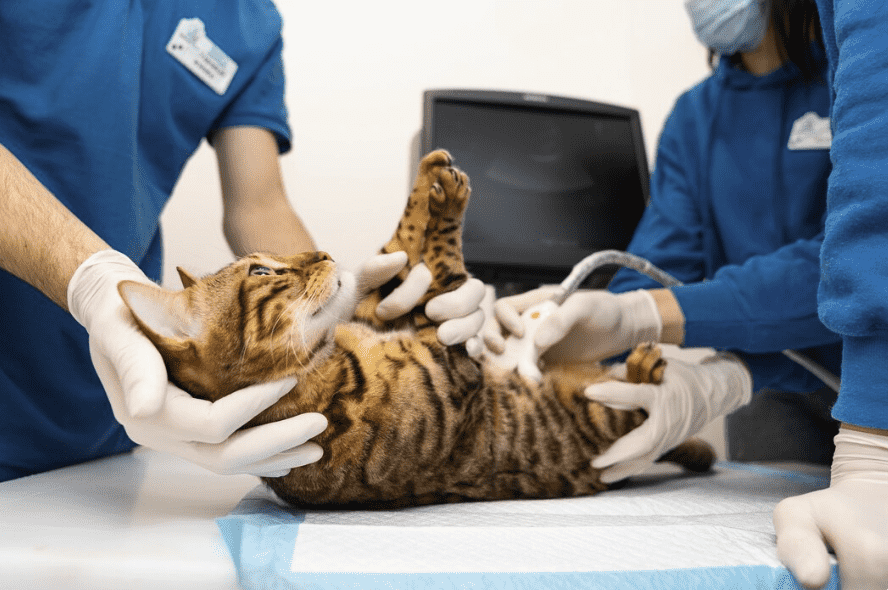 Clínica Veterinaria Parla - Centro Veterinario El Nido Clínica Veterinaria Parla