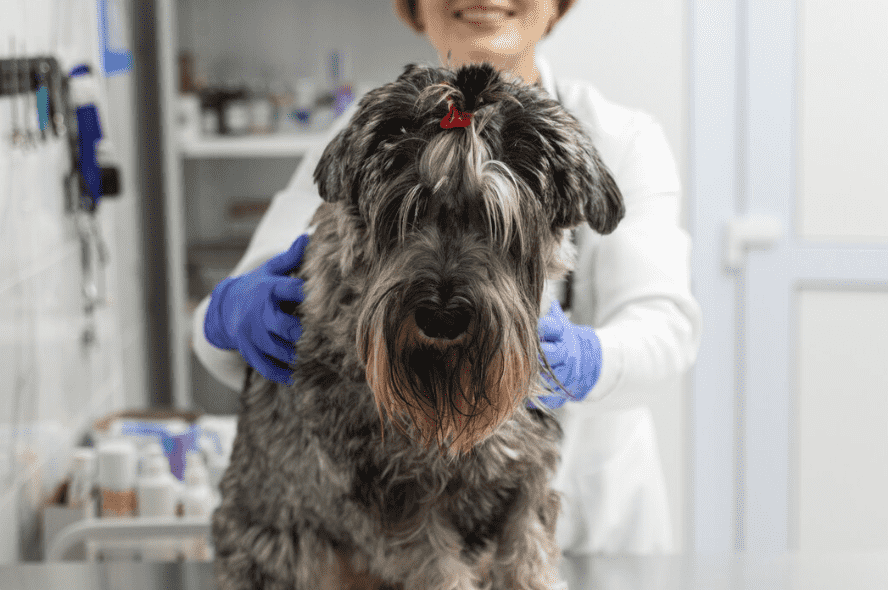 Galería de Centro Veterinario El Nido en Parla radiología veterinaria