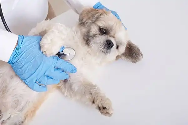 Centro Veterinario El Nido en Parla | Nidovet 1 Consultas rutinarias en Centro Veterinario El Nido