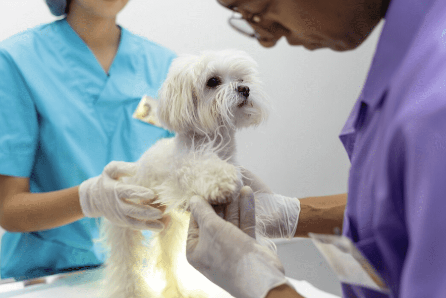 Galería de Centro Veterinario El Nido en Parla radiología veterinaria