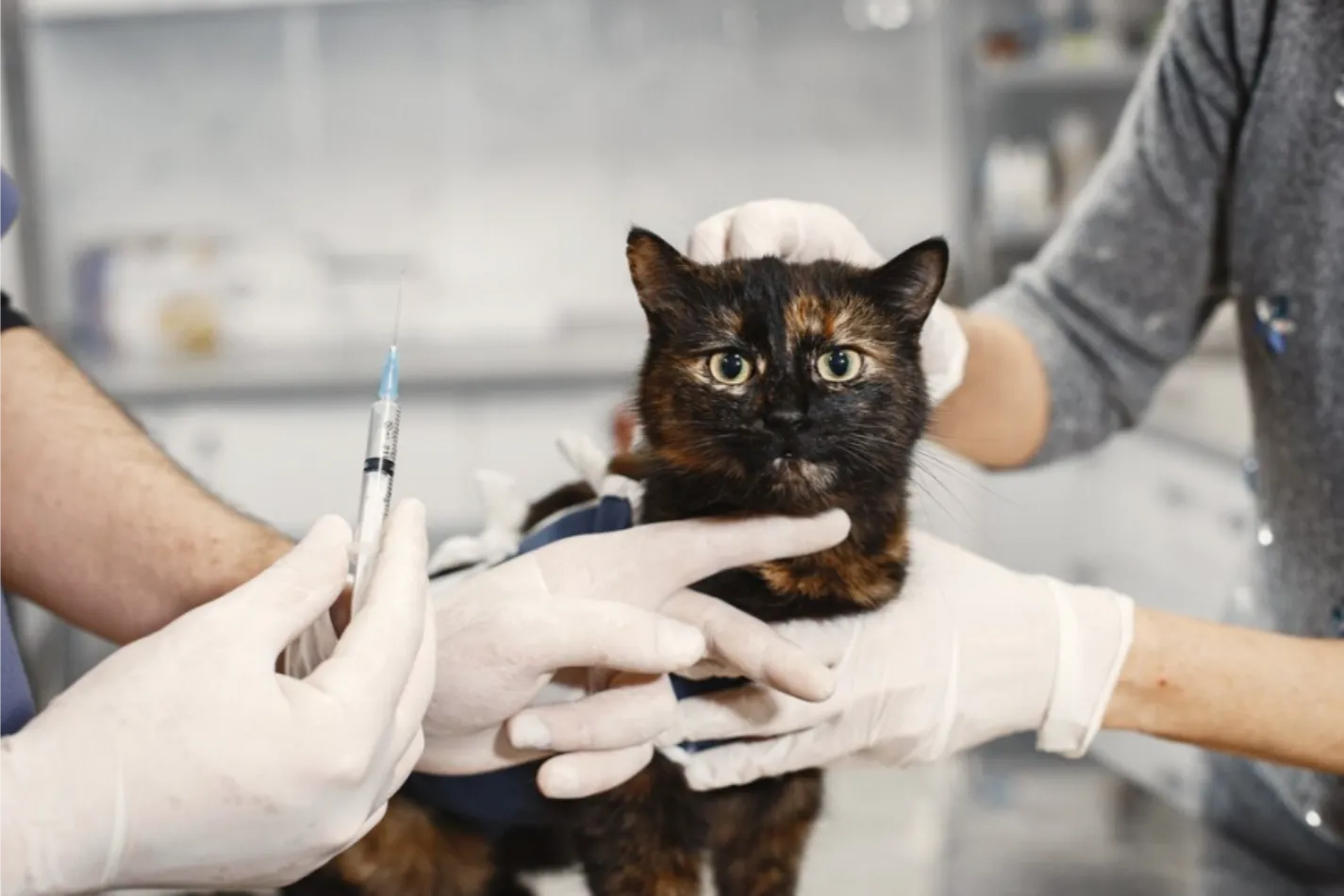 Pack Vacunal para Gato en Parla Pack Vacunal para Gato en Centro Veterinario El Nido