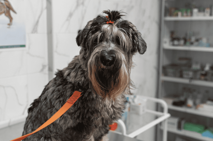 Galería de Centro Veterinario El Nido en Parla radiología veterinaria