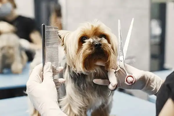 Centro Veterinario El Nido en Parla | Nidovet 8 Peluquería canina y felina en Centro Veterinario El Nido