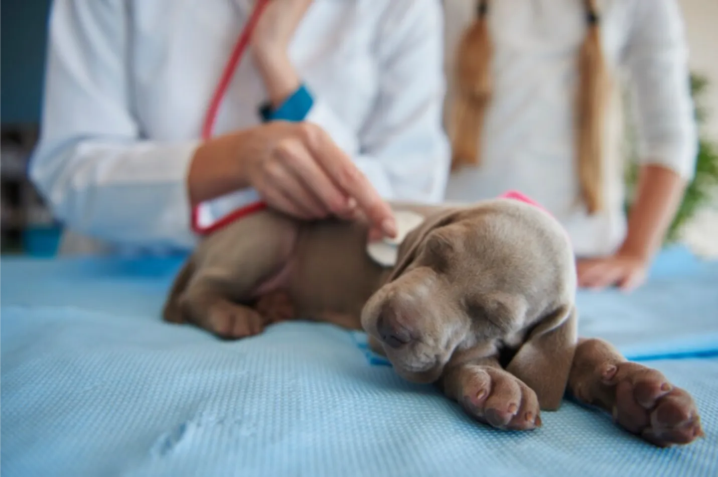 Plan de Salud Anual Básico para Cachorros en Parla Plan de Salud Anual Básico para Cachorros en Centro Veterinario El Nido