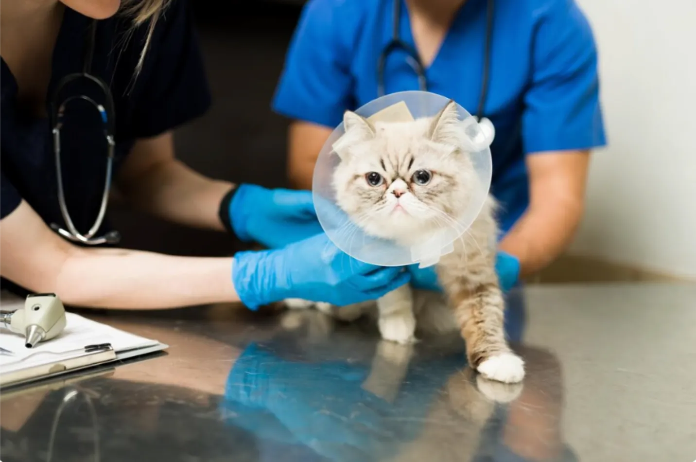 Plan de Salud Anual Básico para Gatitos en Parla Plan de Salud Anual Básico para Gatitos en Centro Veterinario El Nido
