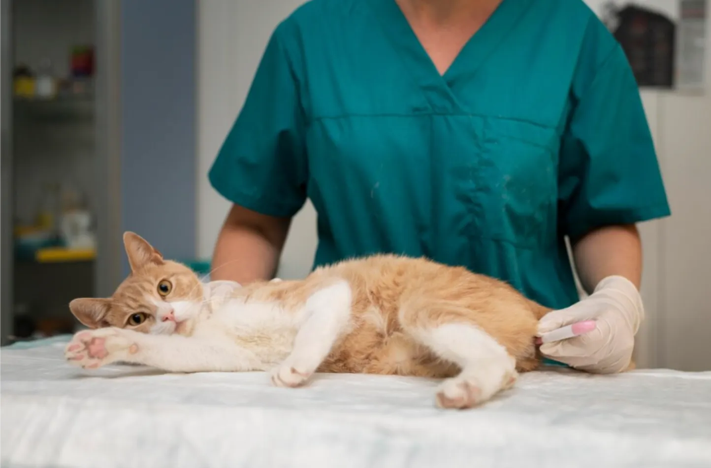 Plan de Salud Anual Básico para Gatos en Parla Plan de Salud Anual Básico para Gatos en Centro Veterinario El Nido