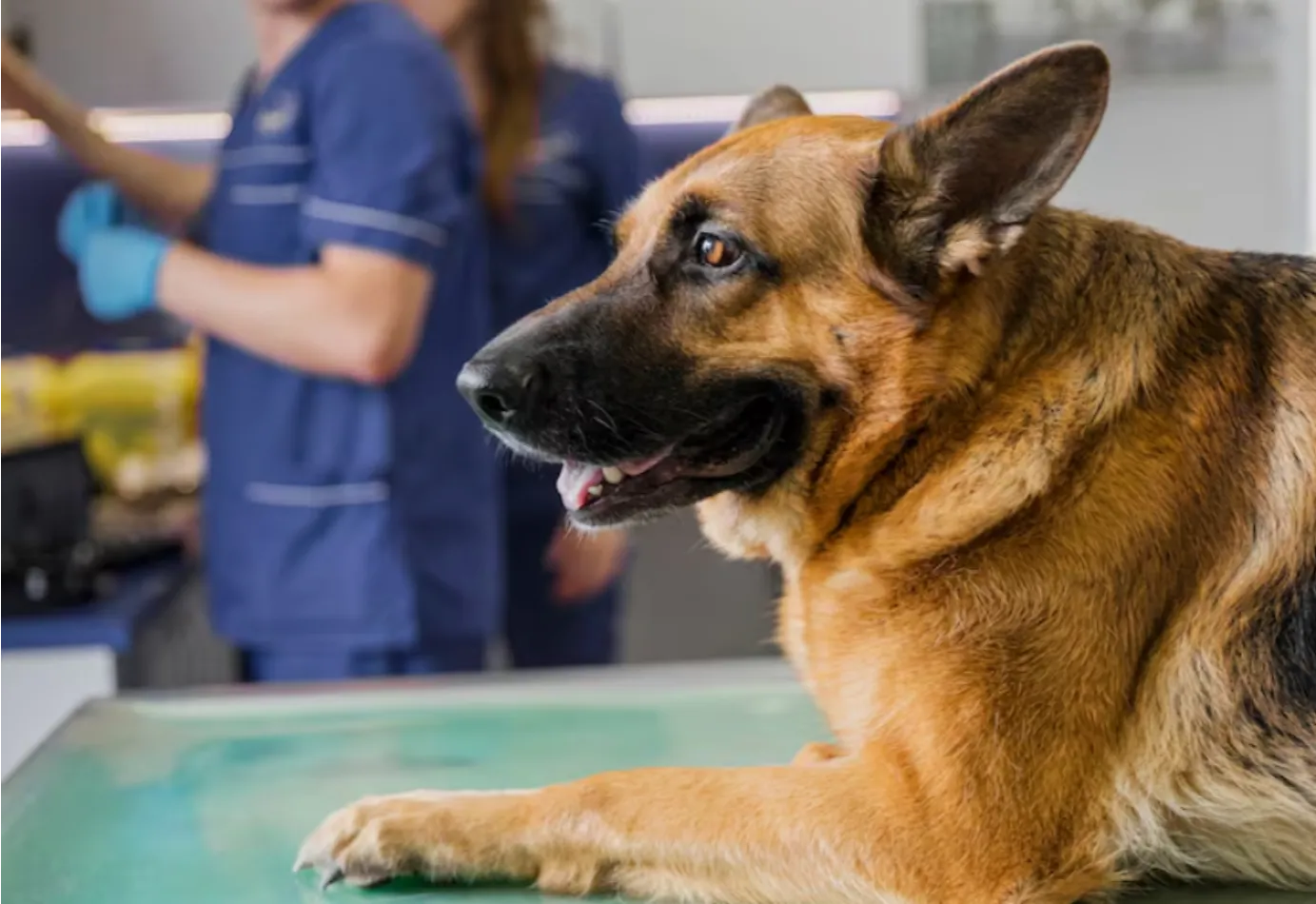 Plan de Salud Anual Básico para Perros en Parla Plan de Salud Anual Básico para Perros en Centro Veterinario El Nido