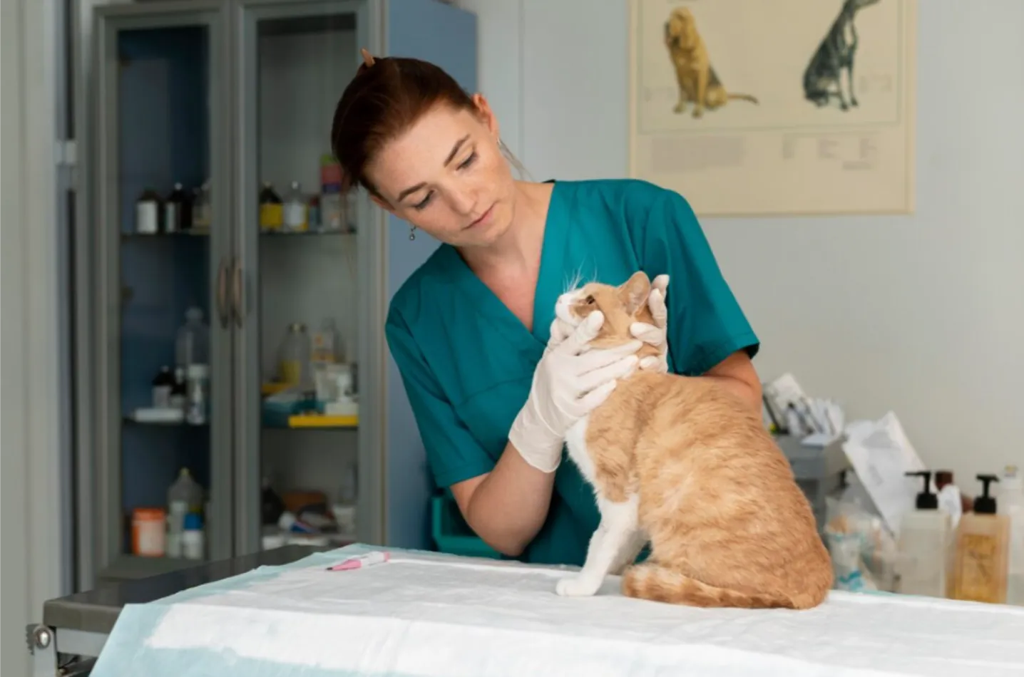 Plan de Salud Anual para Gatos Adultos en Parla Plan de Salud Anual para Gatos Adultos en Centro Veterinario El Nido