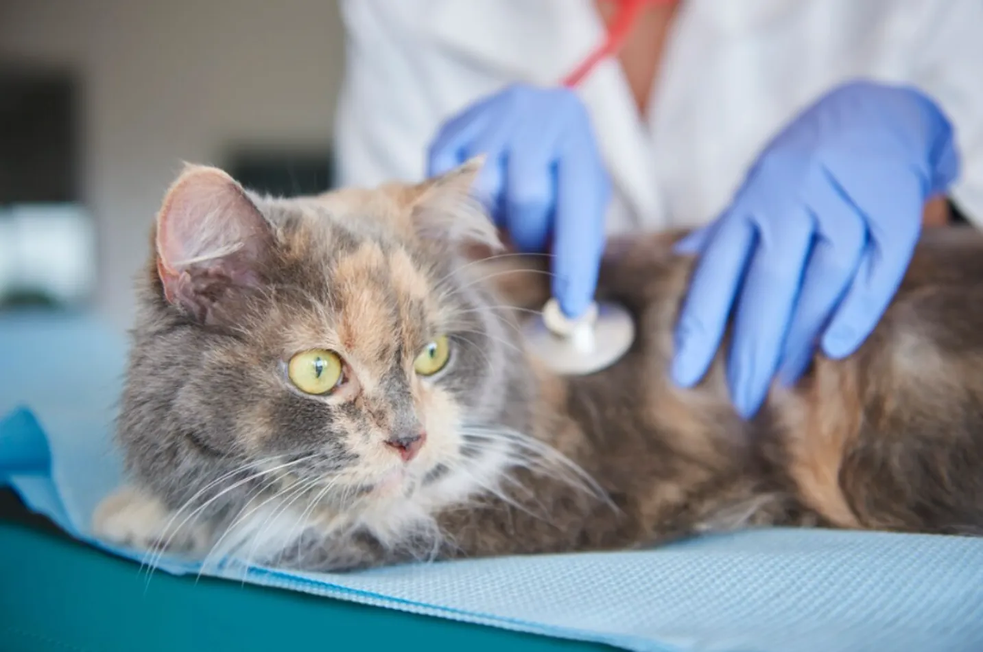Plan de Salud Anual para Gatos Senior en Parla Plan de Salud Anual para Gatos Senior en Centro Veterinario El Nido