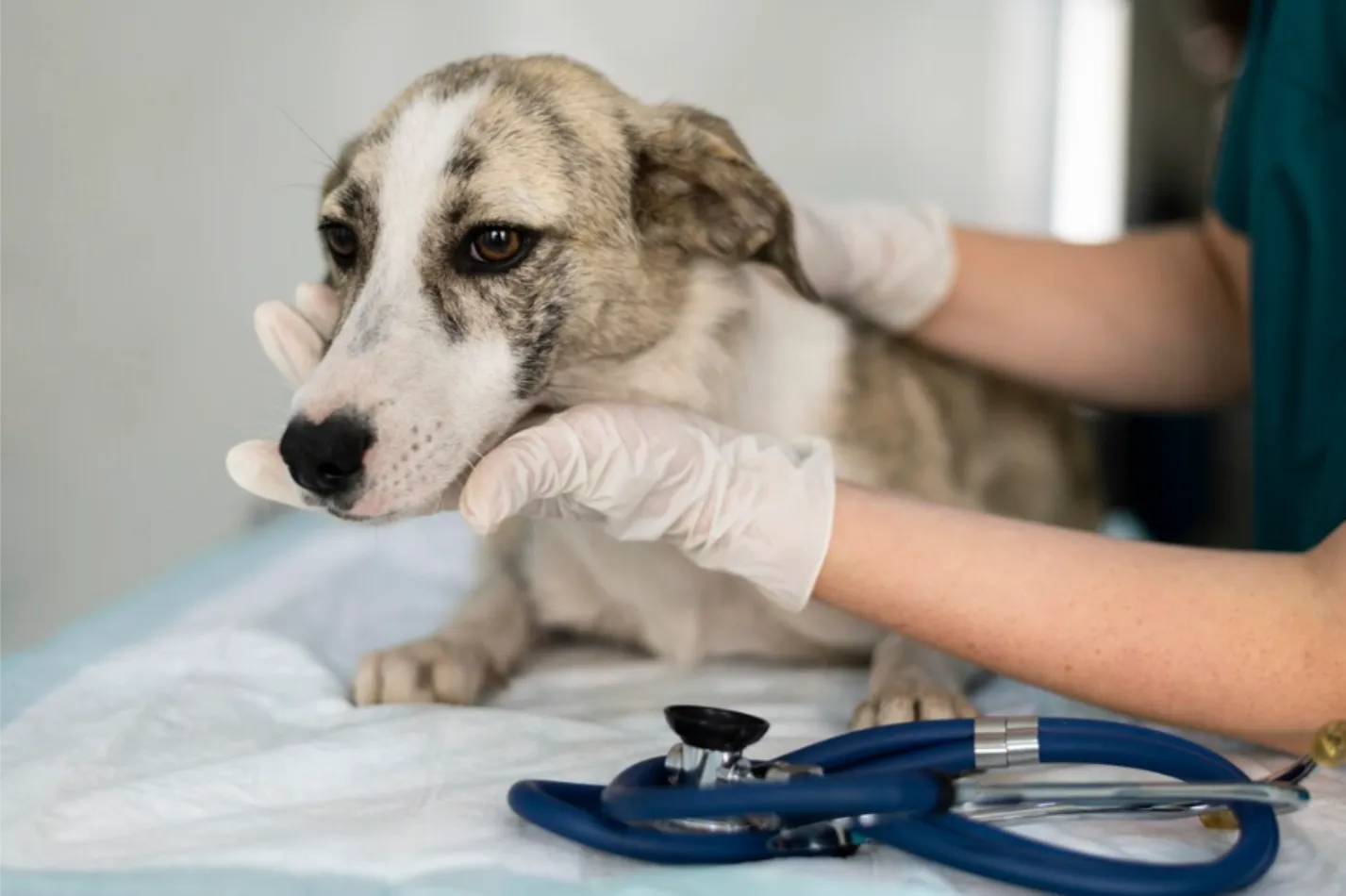 Plan de Salud Anual para Perros Senior en Parla Plan de Salud Anual para Perros Senior en Centro Veterinario El Nido