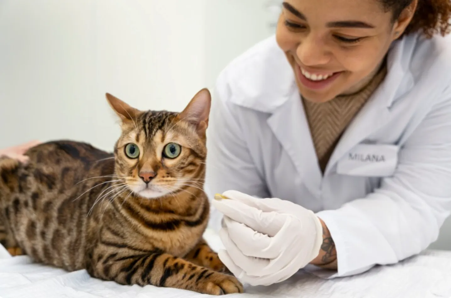 Plan de Salud Anual Premium para Gatitos en Centro Veterinario El Nido