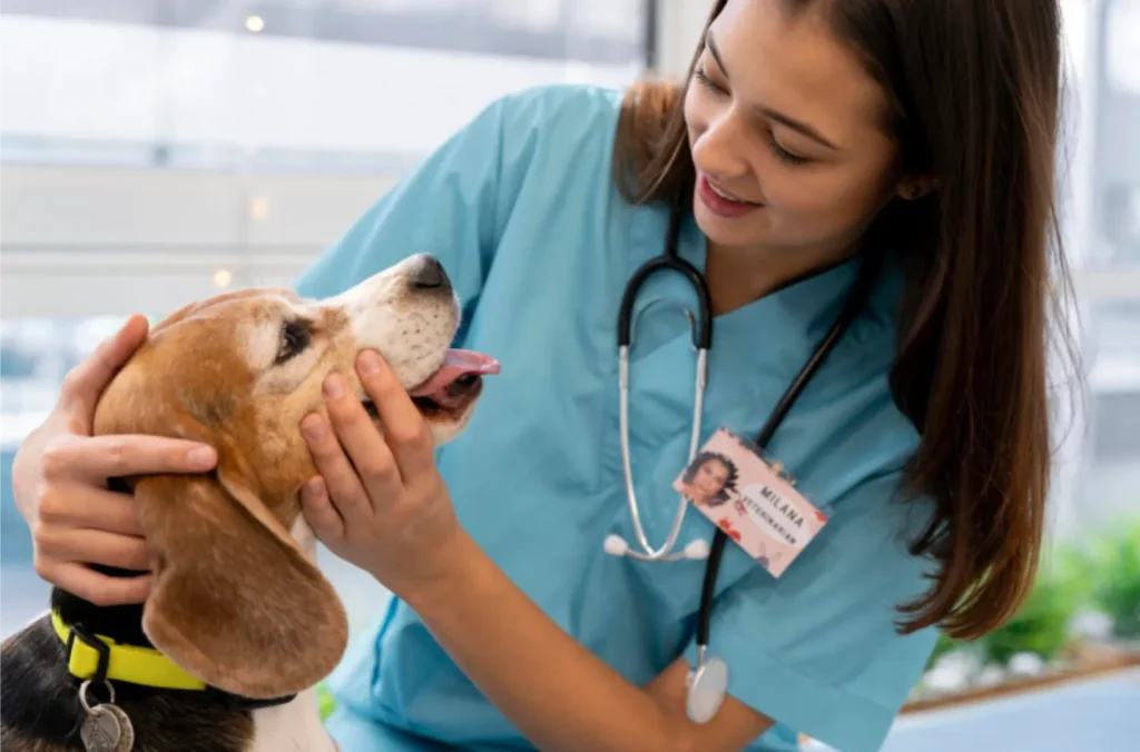 Prevención veterinaria en Parla: planes de salud para mascotas