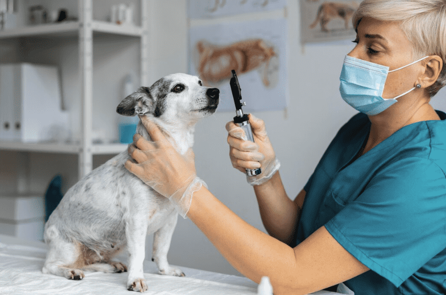 Galería de Centro Veterinario El Nido en Parla radiología veterinaria