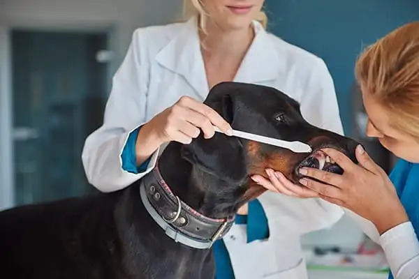 Centro Veterinario El Nido en Parla | Nidovet 7 Odontología veterinaria en Centro Veterinario El Nido