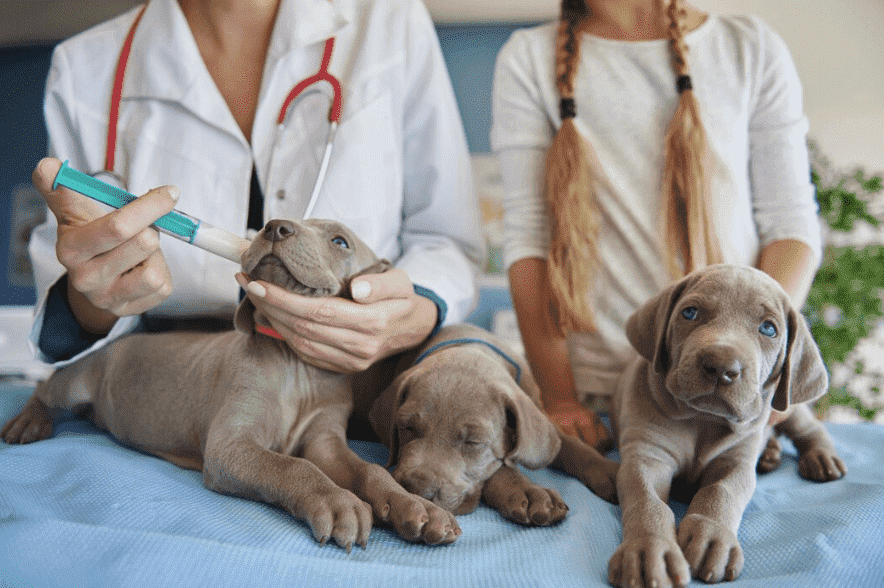 Vacunación de cachorros en servicios veterinarios en Parla